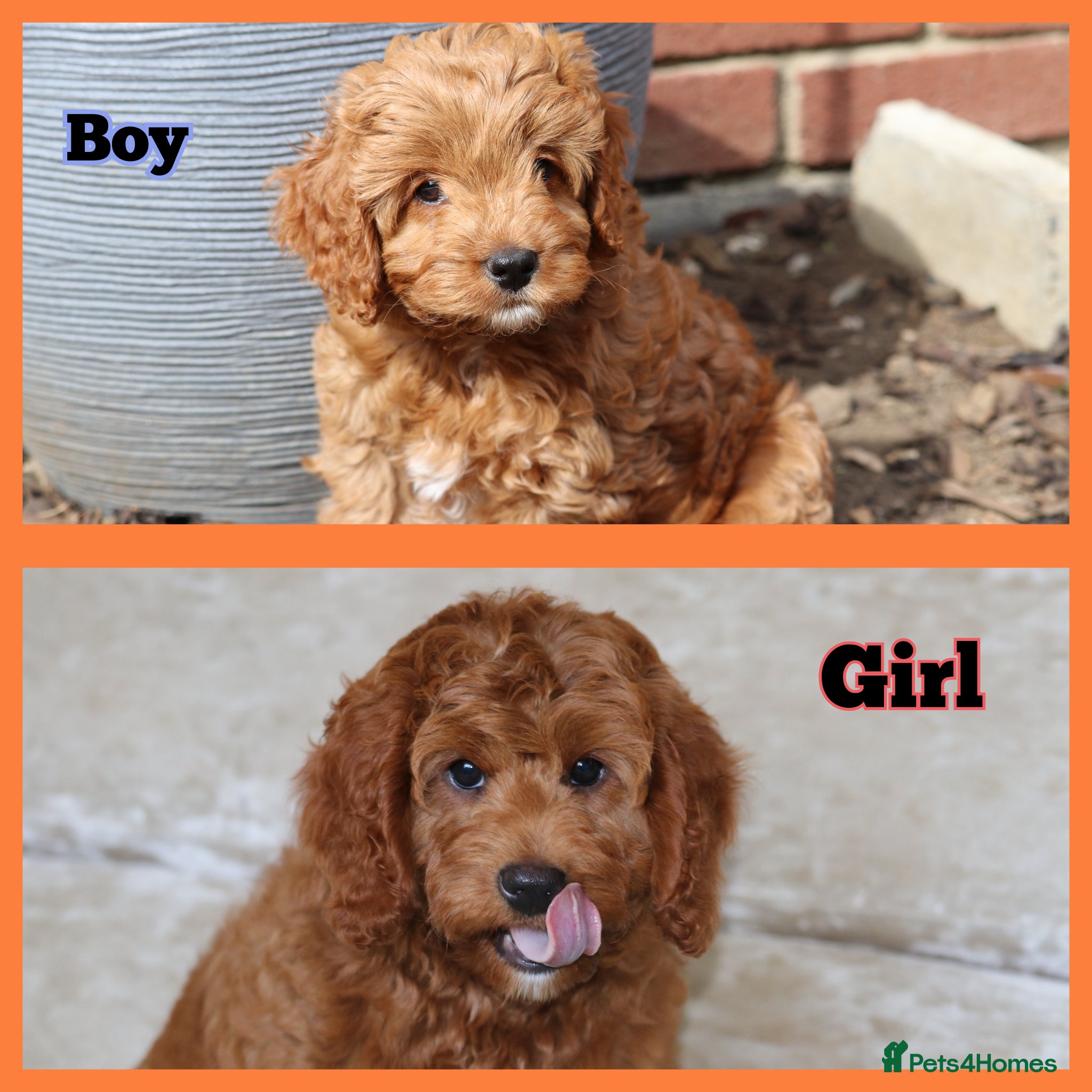 Cavapoo dogs ⭐️Deep Red Cavapoo Puppies🐾🐶 READY NOW - Advert 1