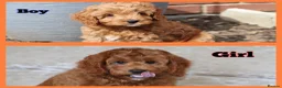 Cavapoo dogs for sale: ⭐️Deep Red Cavapoo Puppies🐾🐶 READY NOW - Advert 1