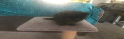 Mixed Breed cats for sale: 4 kittens for sale - Advert 11