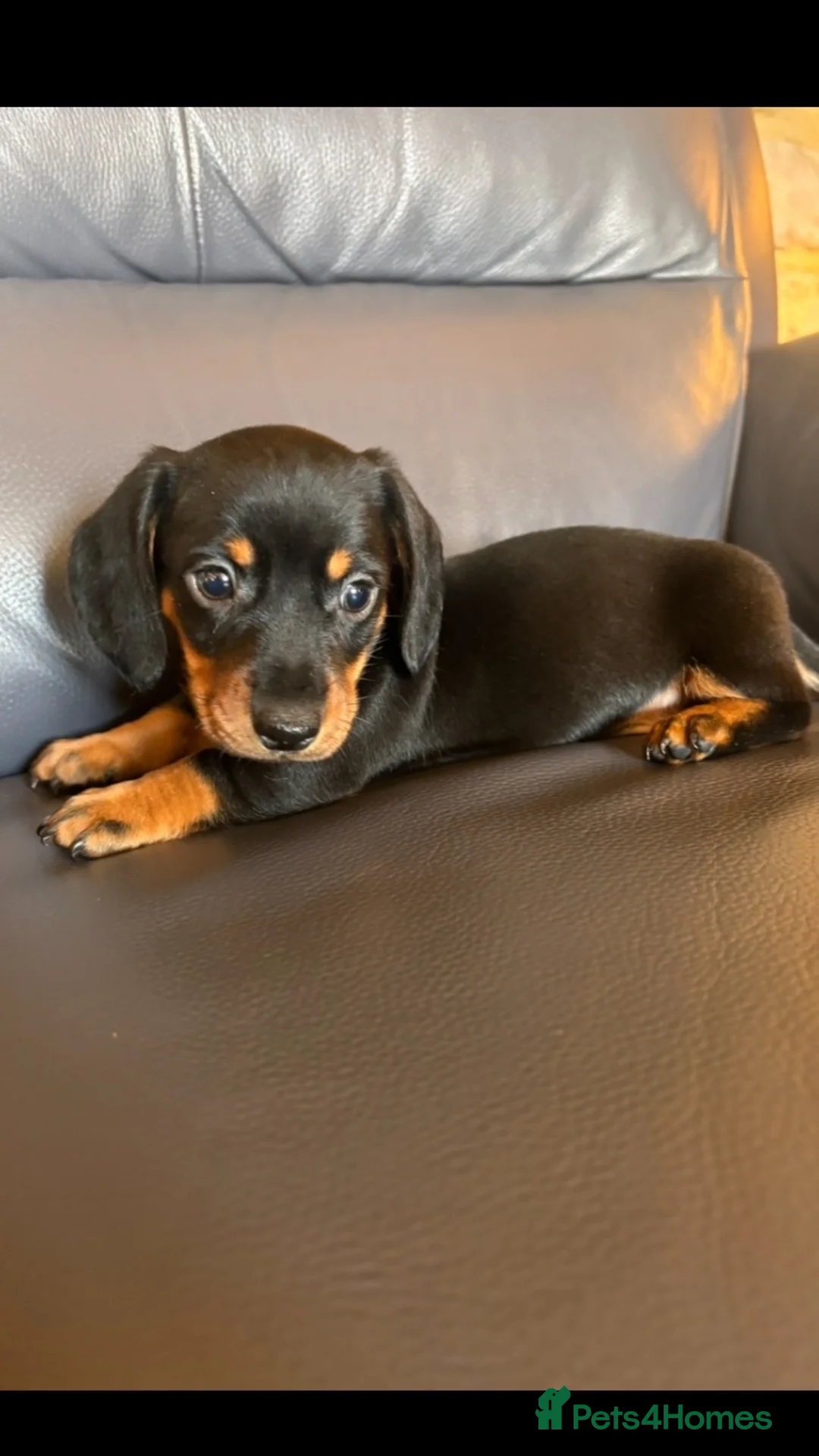 Miniature Dachshund dogs for sale: Mini Dachshund pups - Advert 2