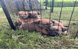 Irish Terrier dogs for sale: Irish Terrier Puppies - Image 4