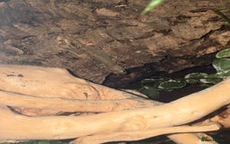 Gecko reptiles for sale: Mourning geckos - Image 3