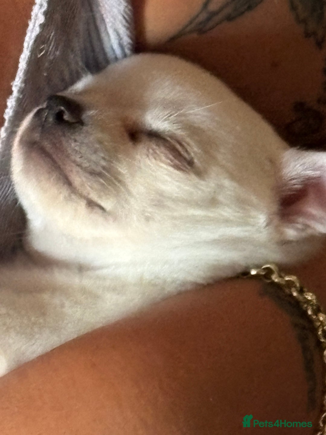 Chihuahua dogs for sale: Chihuahua pup - Image 4