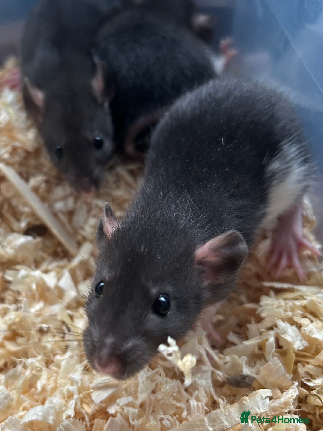 Rat rodents for sale: Beautiful baby rats for sale  - Advert 5