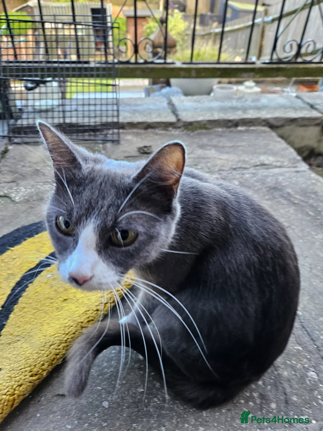 Mixed Breed cats for sale: Long haired Persian cross - Advert 19