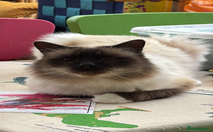 Birman cats - Advert 1