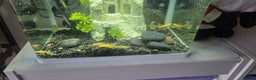Plecos fish for sale: Angel wing bristlenose albino  baby's  - Advert 5