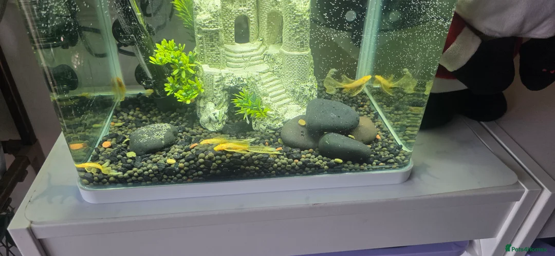 Plecos fish for sale: Angel wing bristlenose albino  baby's  - Advert 6