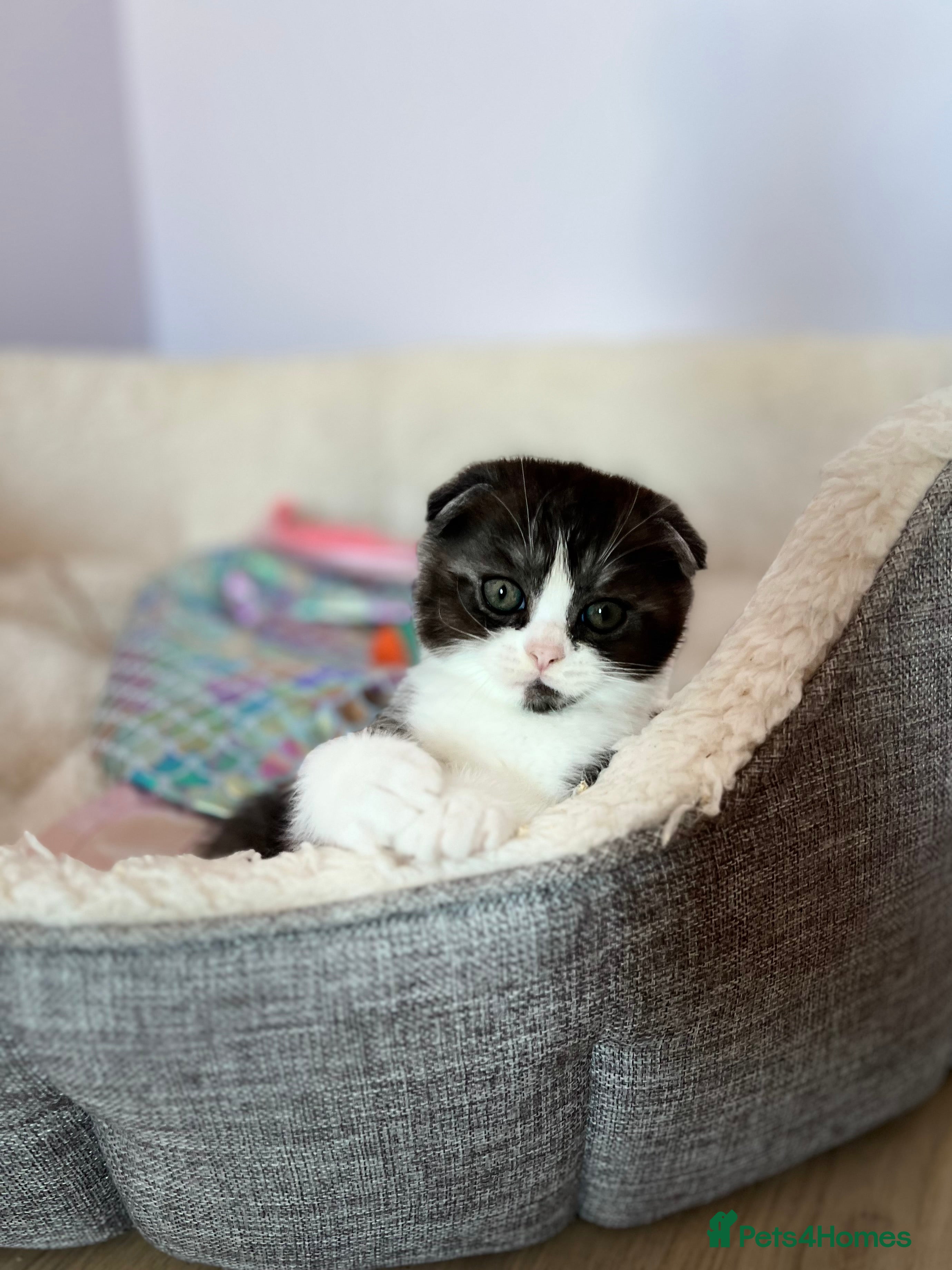 Scottish Fold cats Scottish - Advert 10