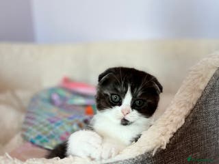 Scottish Fold cats Scottish - Advert 18