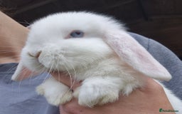 Mini Lop rabbits for sale:  blue split mini lop buck and  baby mini lop boys  - Image 4