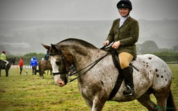 Appaloosa horses for sale: Perfect allrounder for sale - Image 3
