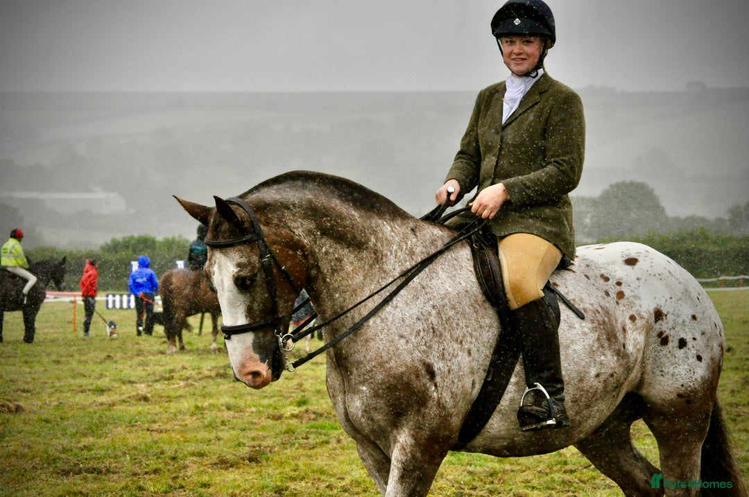 Appaloosa horses for sale: Perfect allrounder for sale - Image 3