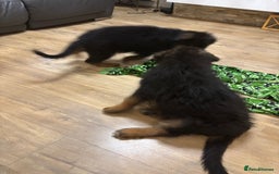 German Shepherd dogs for sale: Ready for new home. German Shepard 1 boy Left!!!  - Image 29