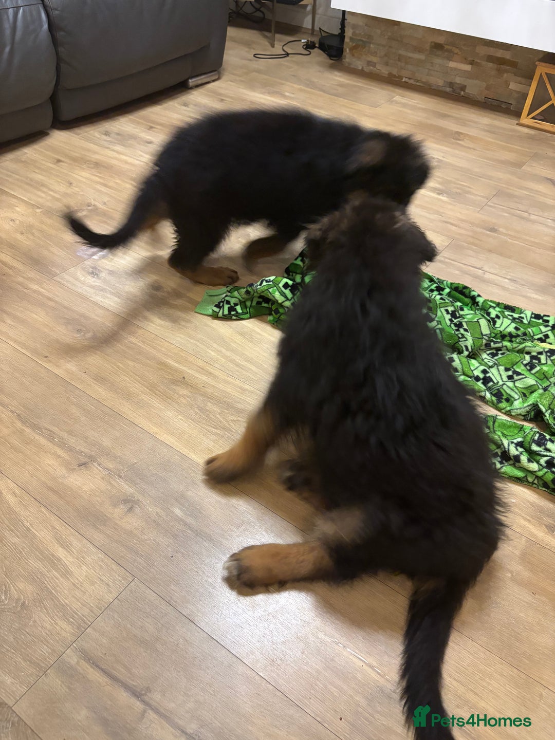 German Shepherd dogs for sale: Ready for new home. German Shepard 1 boy Left!!!  - Image 29