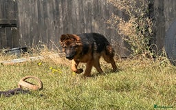 German Shepherd dogs for sale: Beautiful German shepherd female for sale - Image 4