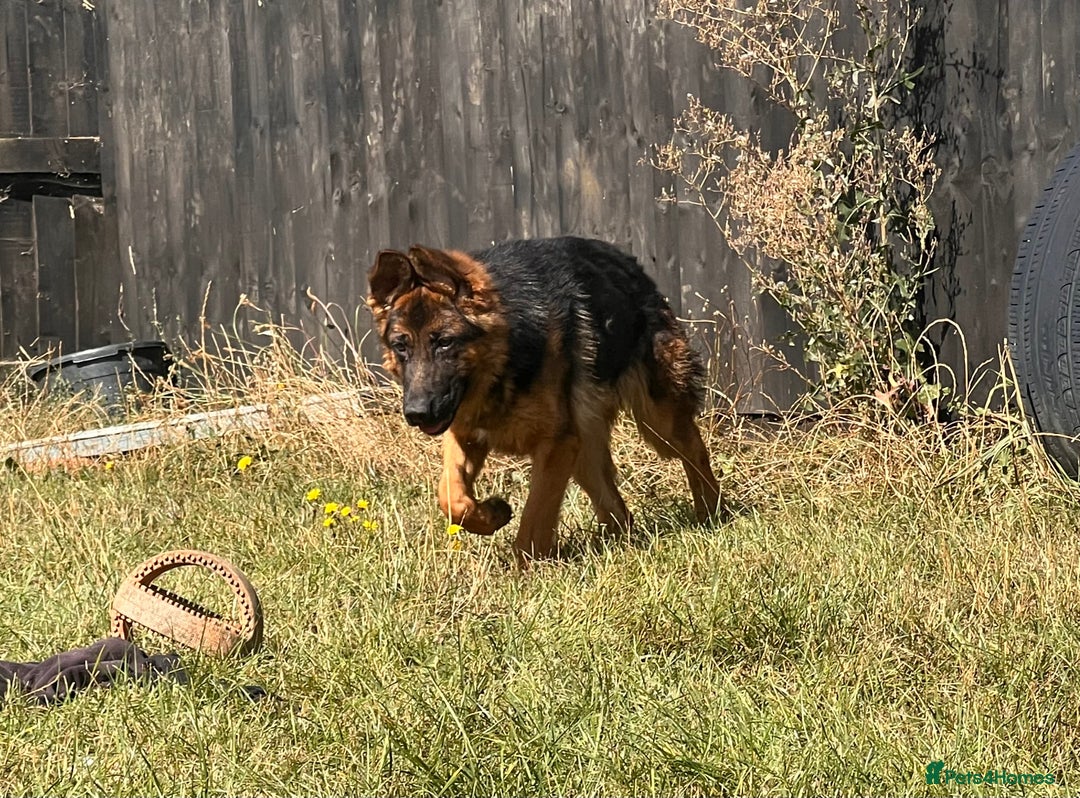 German Shepherd dogs for sale: Beautiful German shepherd female for sale - Image 4