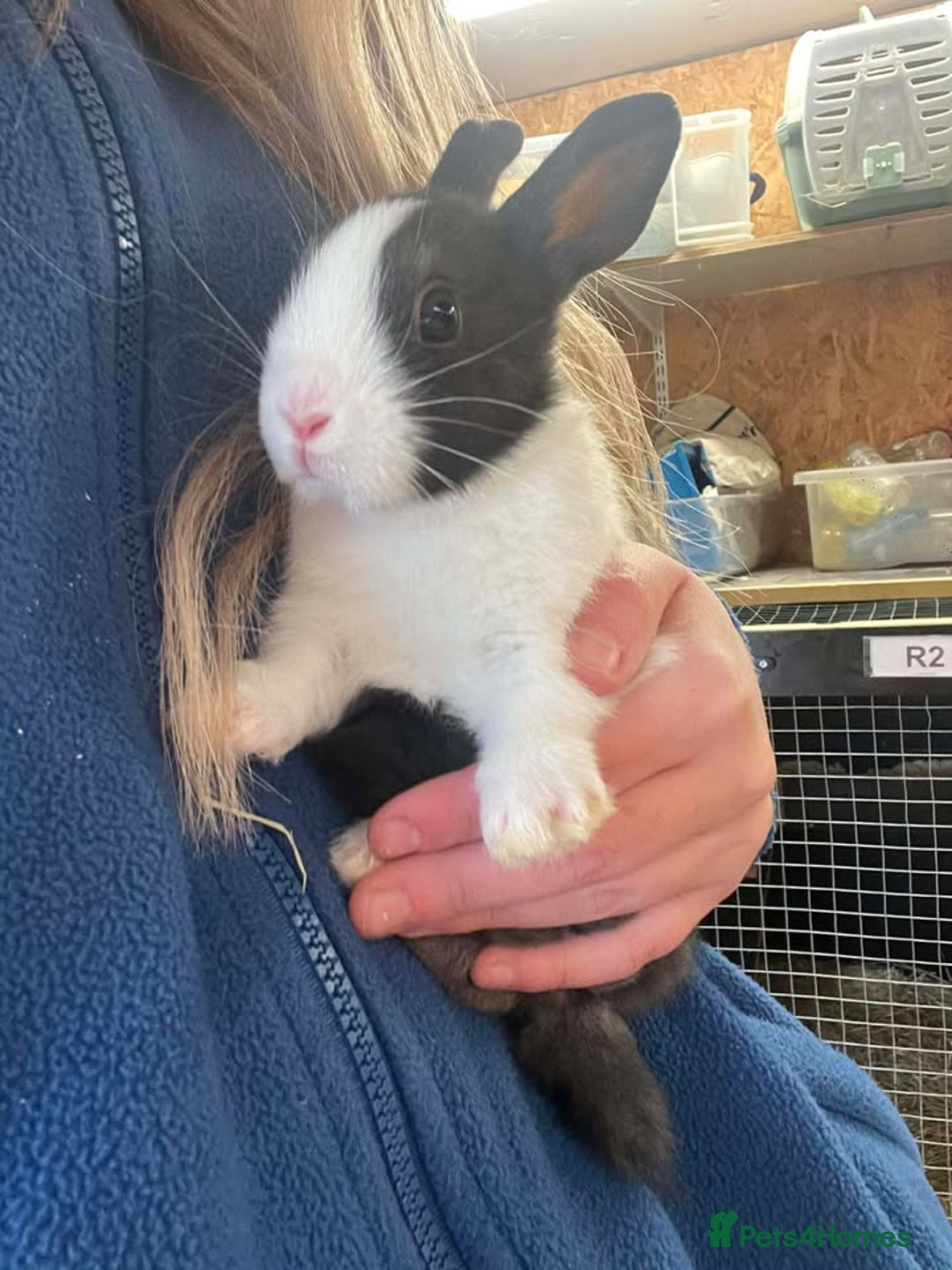 Dutch rabbits for sale: Dutch Baby Rabbits - Advert 2