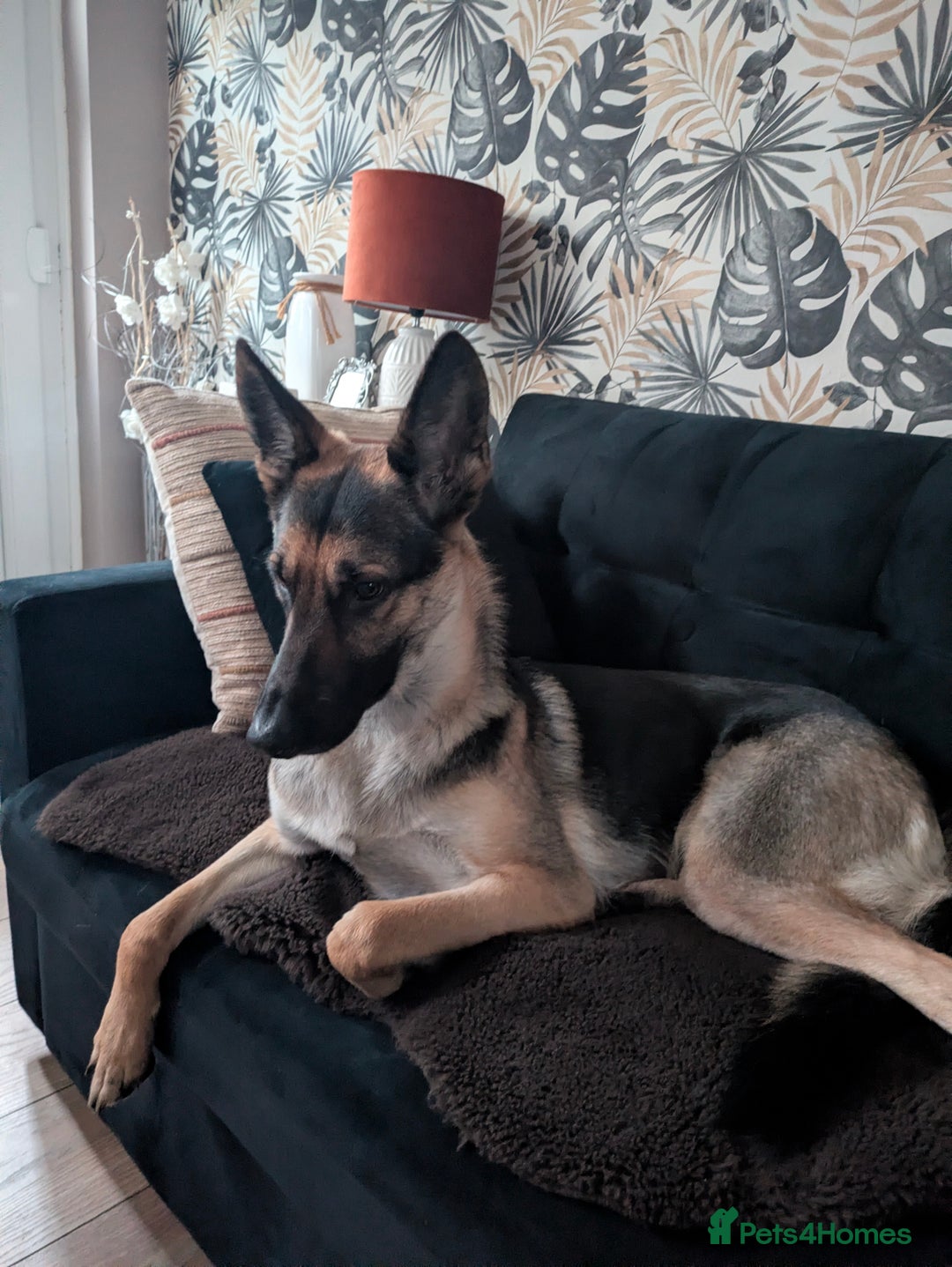German Shepherd dogs for sale: Female German shepherd  - Advert 2