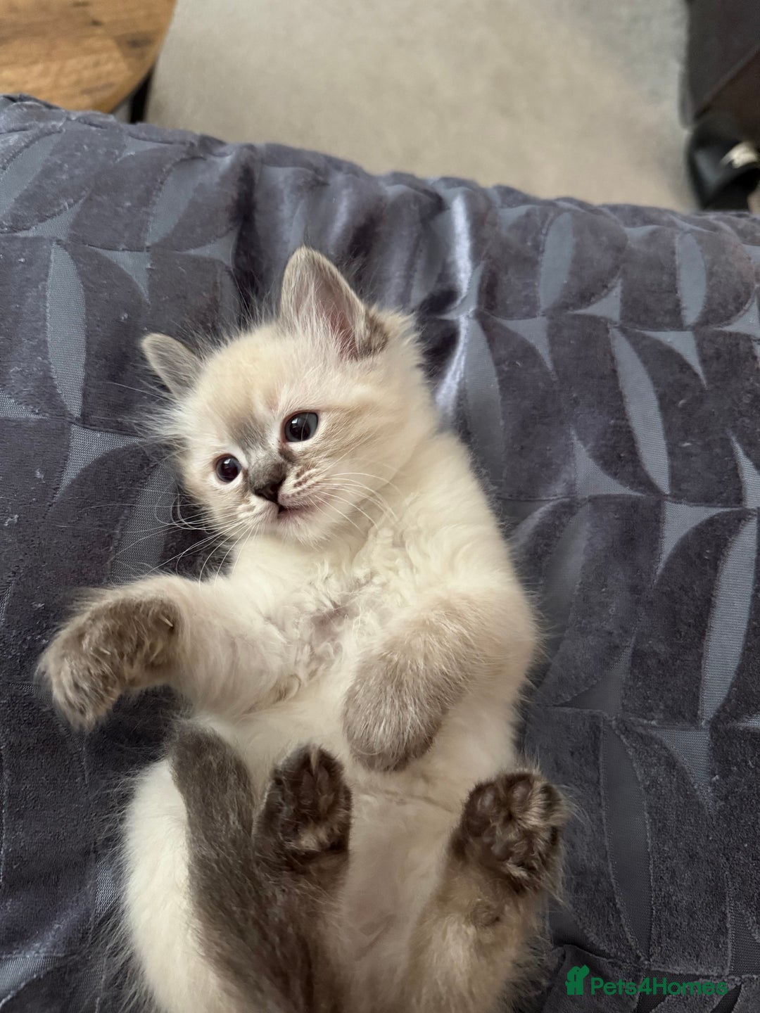 Ragdoll cats for sale: 7 beautiful seal/lynx point ragdoll kittens - Image 4