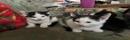 Mixed Breed cats for sale: Kittens for sale, farm bred, home reared in Chippenham - Advert 12
