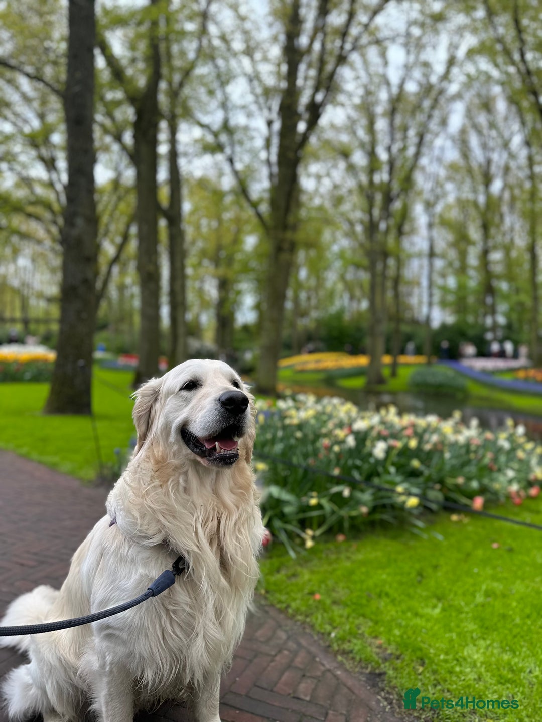 Golden Retriever dogs for stud: KC English Cream Golden Retriever Stud - Image 21