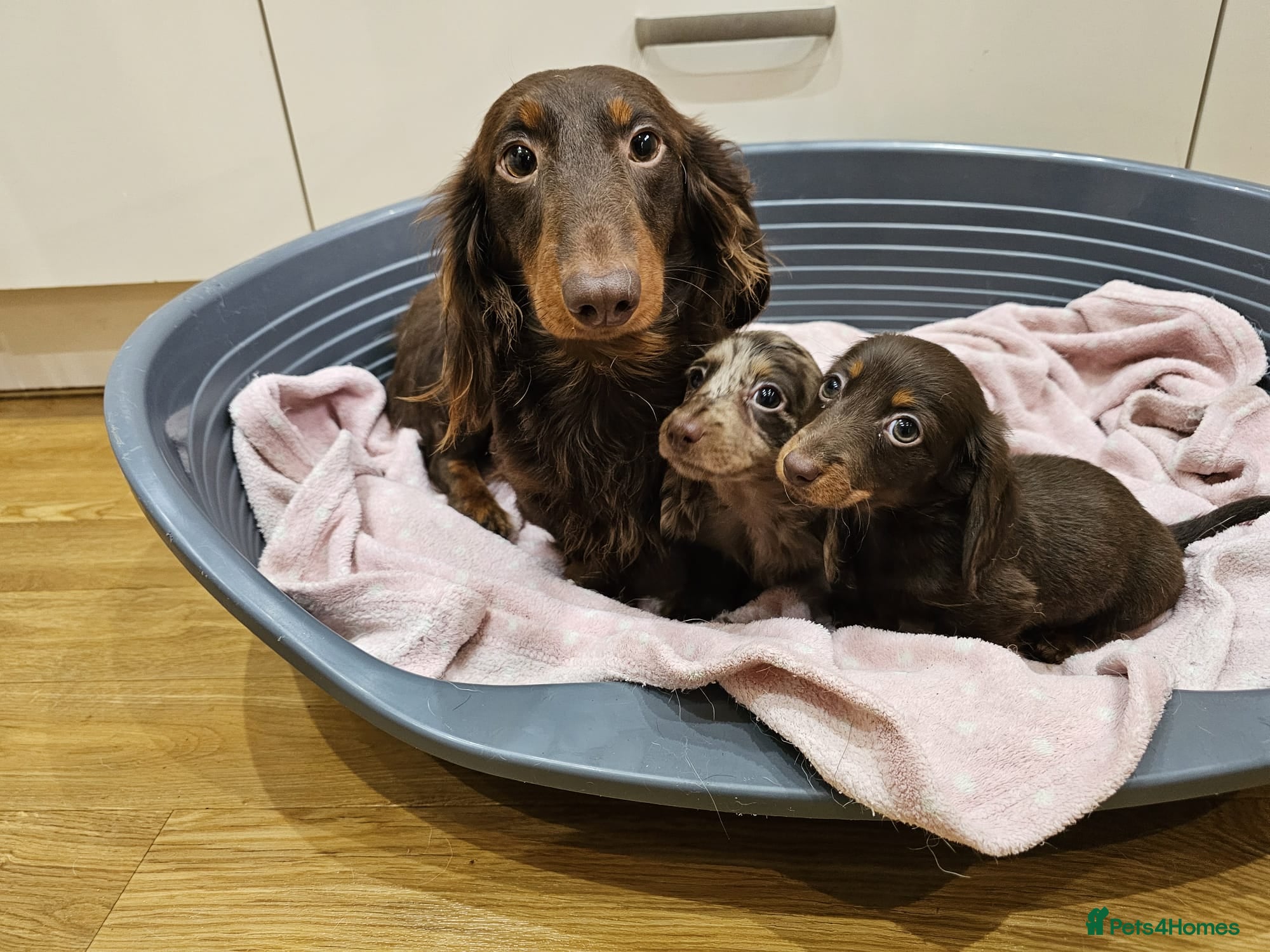 Dachshund dogs Cutest long haired mini dachshund girls - Advert 11