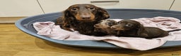 Dachshund dogs for sale: Cutest long haired mini dachshund girls - Advert 1
