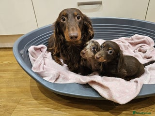 Dachshund dogs Cutest long haired mini dachshund girls - Advert 11