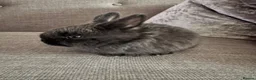Mixed Breed rabbits for sale: Baby rabbits £50 for 2 in Leigh - Advert 4
