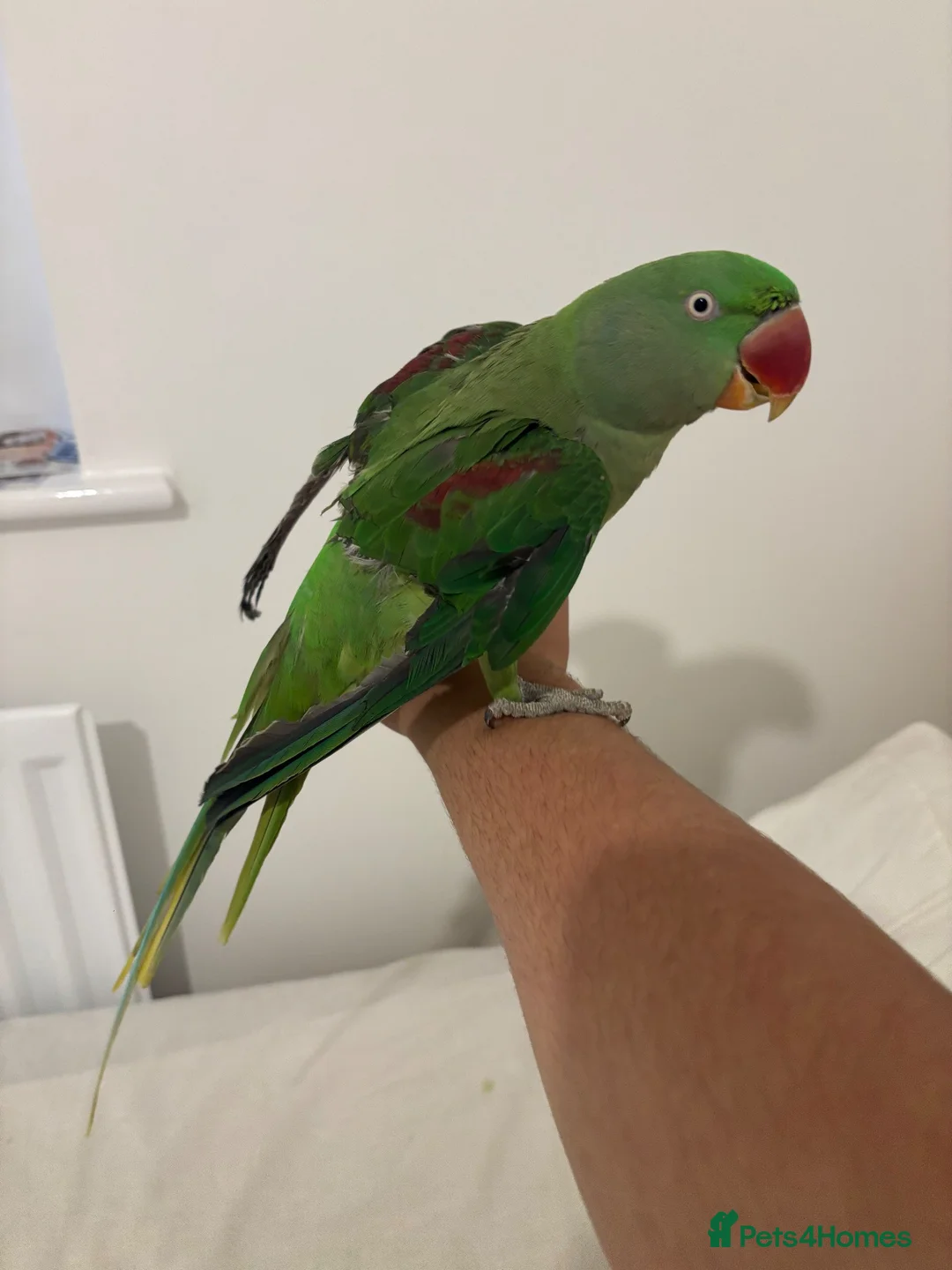 Parrots birds for sale: Female Alexandrian  - Advert 3