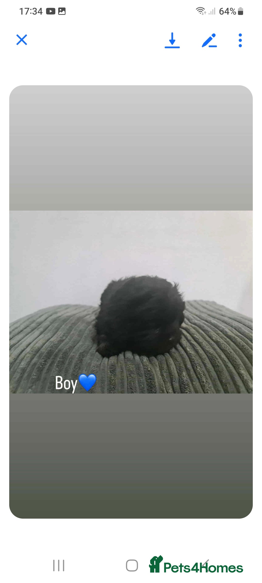 Shihpoo dogs for sale: Beautiful shihpoo puppies  - Image 2