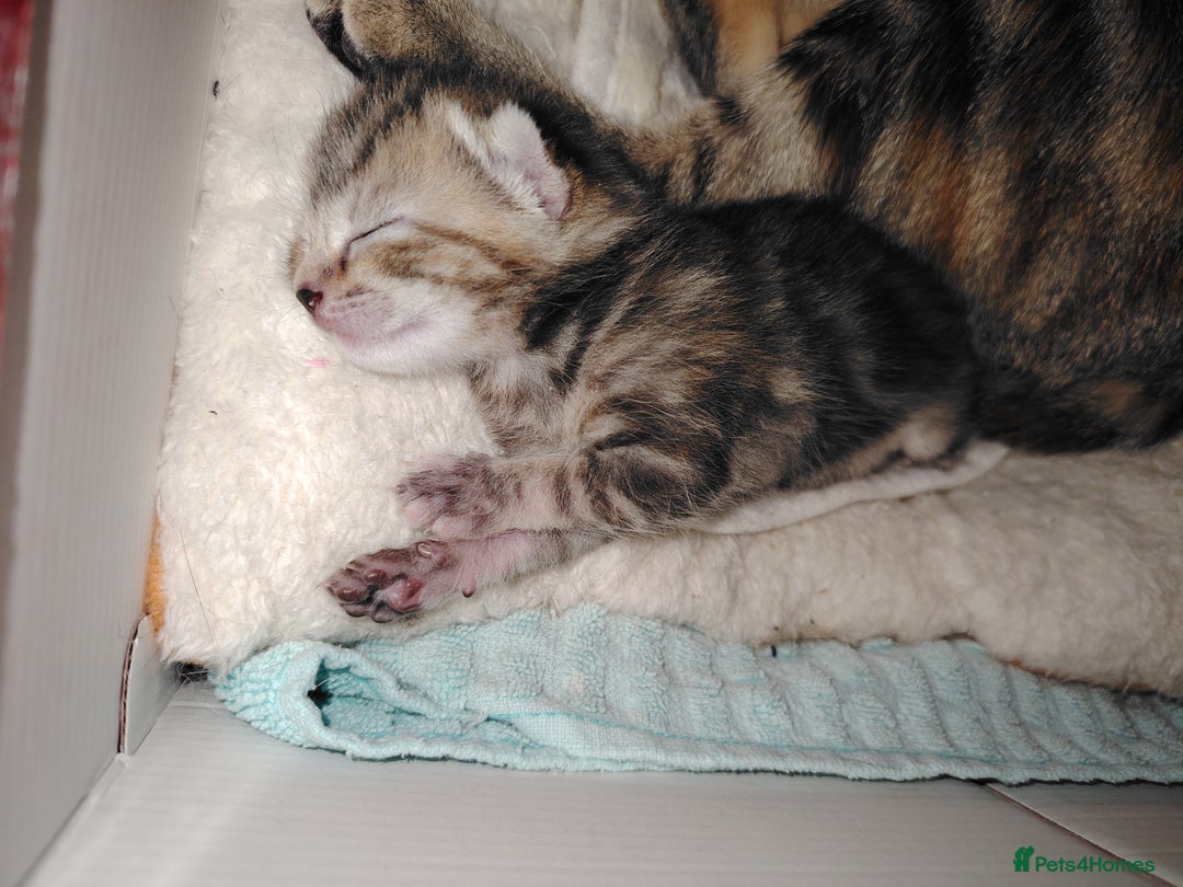 Mixed Breed cats for sale: Two female kitten's available  - Image 13