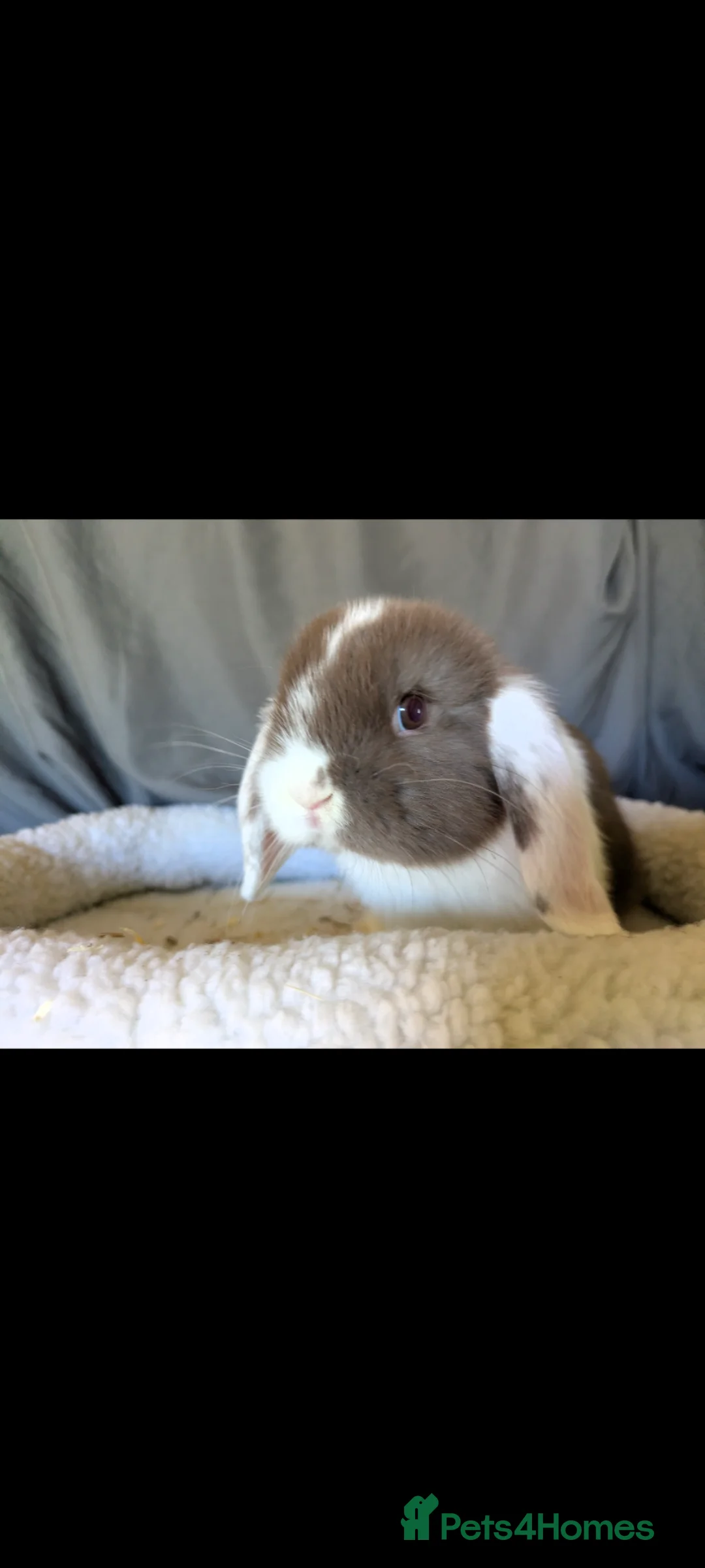 Mini Lop rabbits for sale: Stunning Mini Lops  - Advert 2