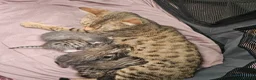 Mixed Breed cats for sale: Two male bengal cross for sale.  - Advert 4