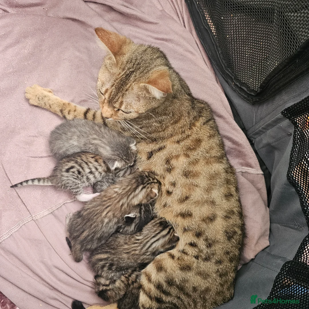 Mixed Breed cats for sale: Two male bengal cross for sale.  - Advert 4