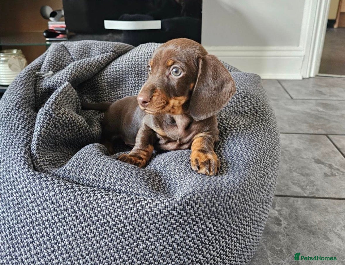 Miniature Dachshund dogs Miniature Daschaund  - Advert 3