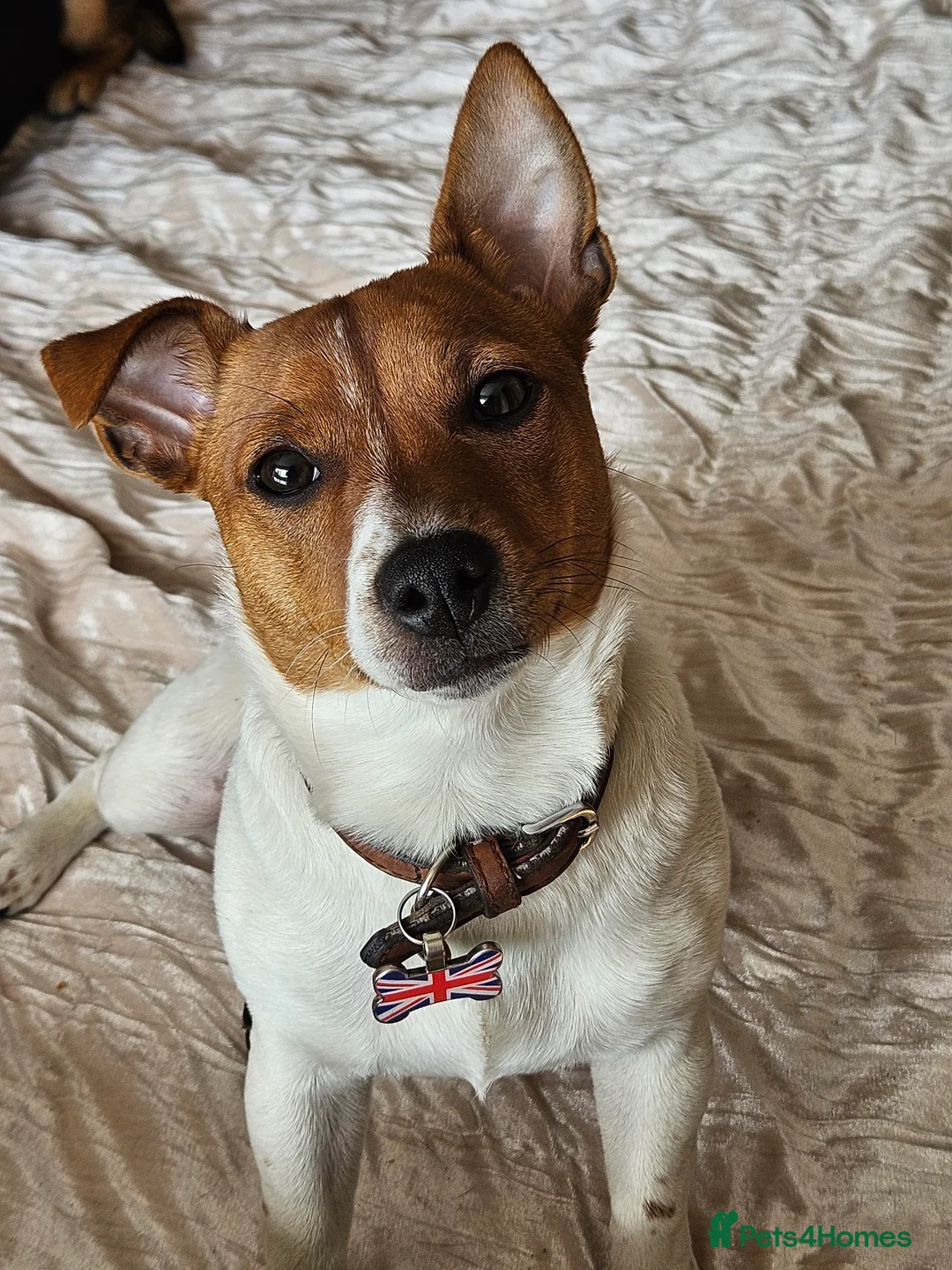 Jack Russell dogs for sale: Gorgeous Jack Russell pups ready to reserve - Advert 21