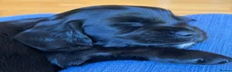 Cocker Spaniel dogs for sale: Litter of Cute Cocker Spaniels in Liverpool - Advert 2