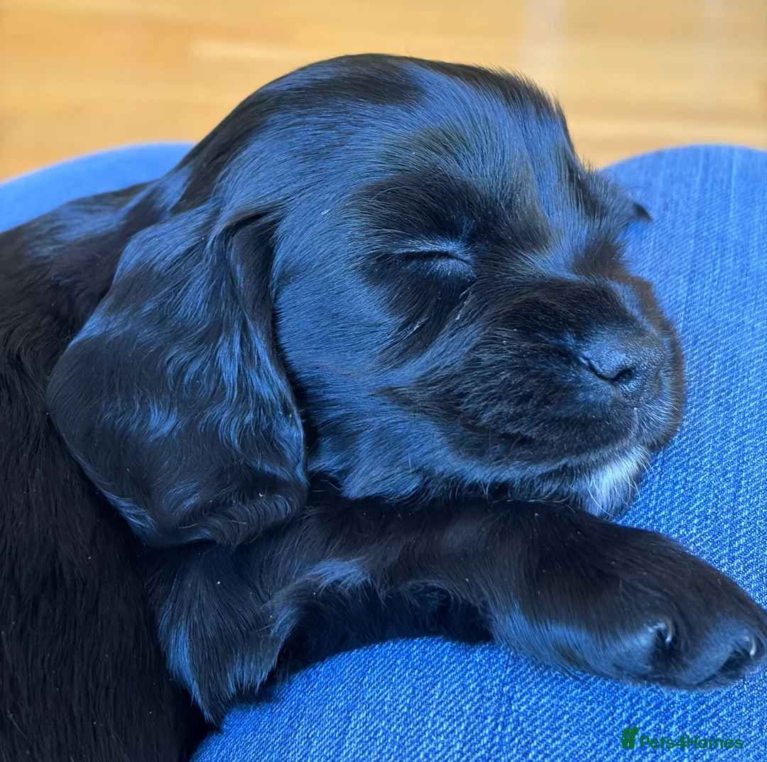 Cocker Spaniel dogs for sale: Litter of Cute Cocker Spaniels in Liverpool - Advert 2