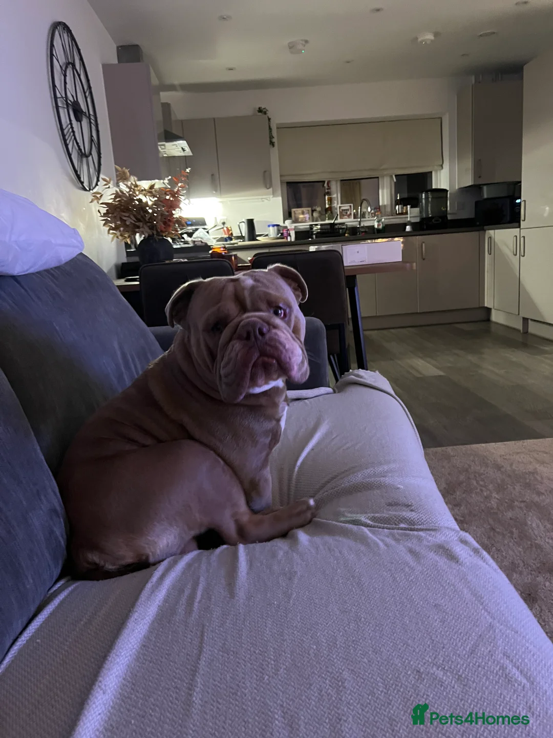 Mixed Breed dogs for sale: Odie - Olde english bulldog  - Advert 7