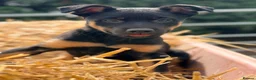 Mixed Breed dogs for sale: 3 x KELPIE X PUPS - BITCHES - Advert 3
