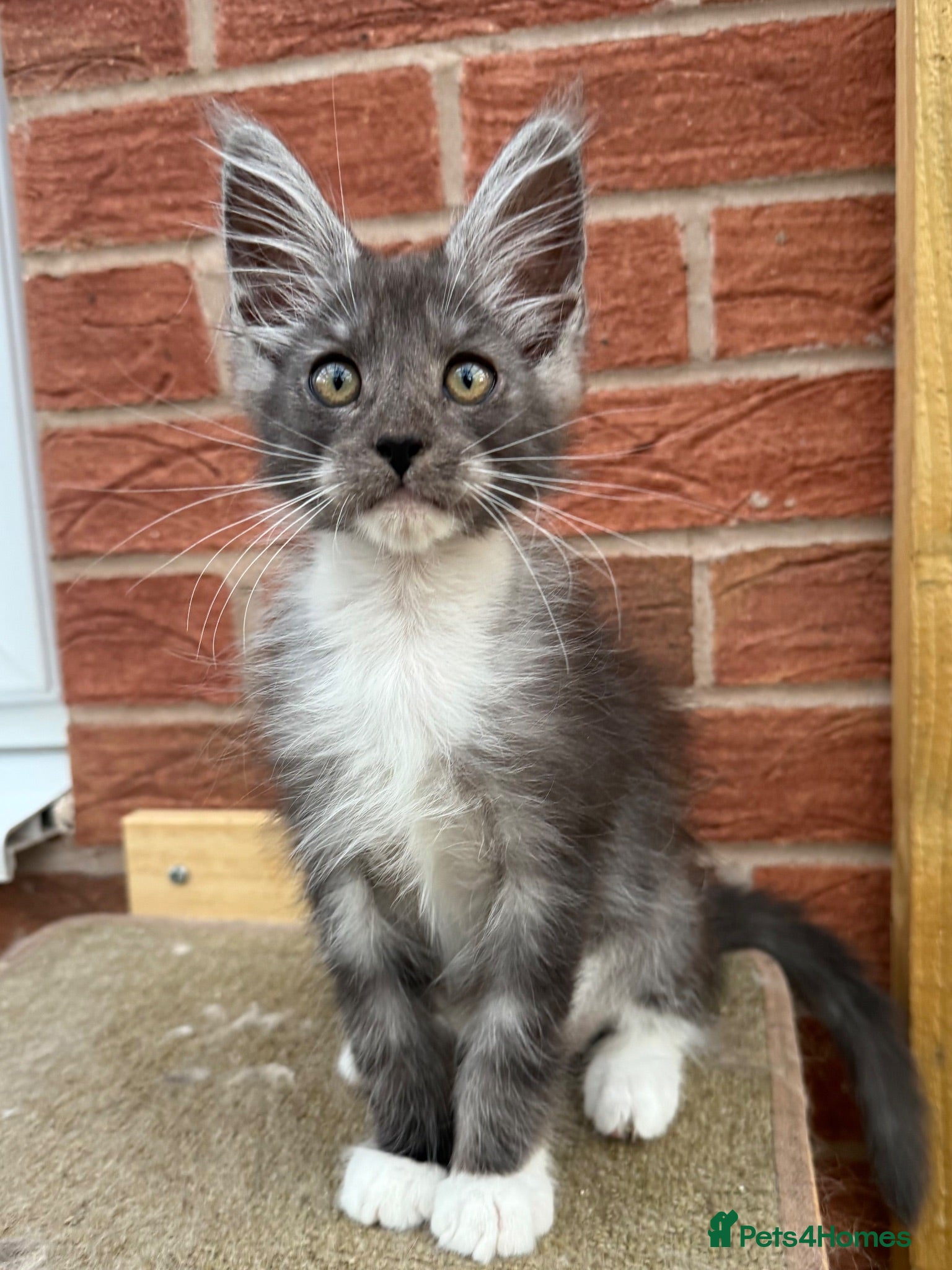 Maine Coon cats Maine coon kittens - Advert 2