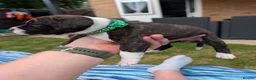 Staffordshire Bull Terrier dogs for sale: Stunning Brindle & White Staffy Pups - Advert 5