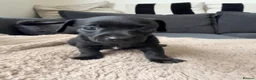Chiweenie dogs for sale: Miniature Dachshund x Chihuahua  - Advert 20