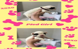 French Bulldog dogs for sale: Fluffy French Bulldogs - Image 8