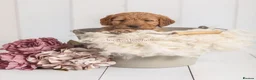 Mini Goldendoodle dogs for sale: NOV pups by POLICE dog trainer & Licensed Breeder - Advert 2