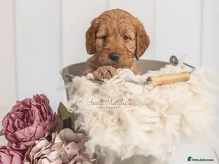 Mini Goldendoodle dogs NOV pups by POLICE dog trainer & Licensed Breeder - Advert 1