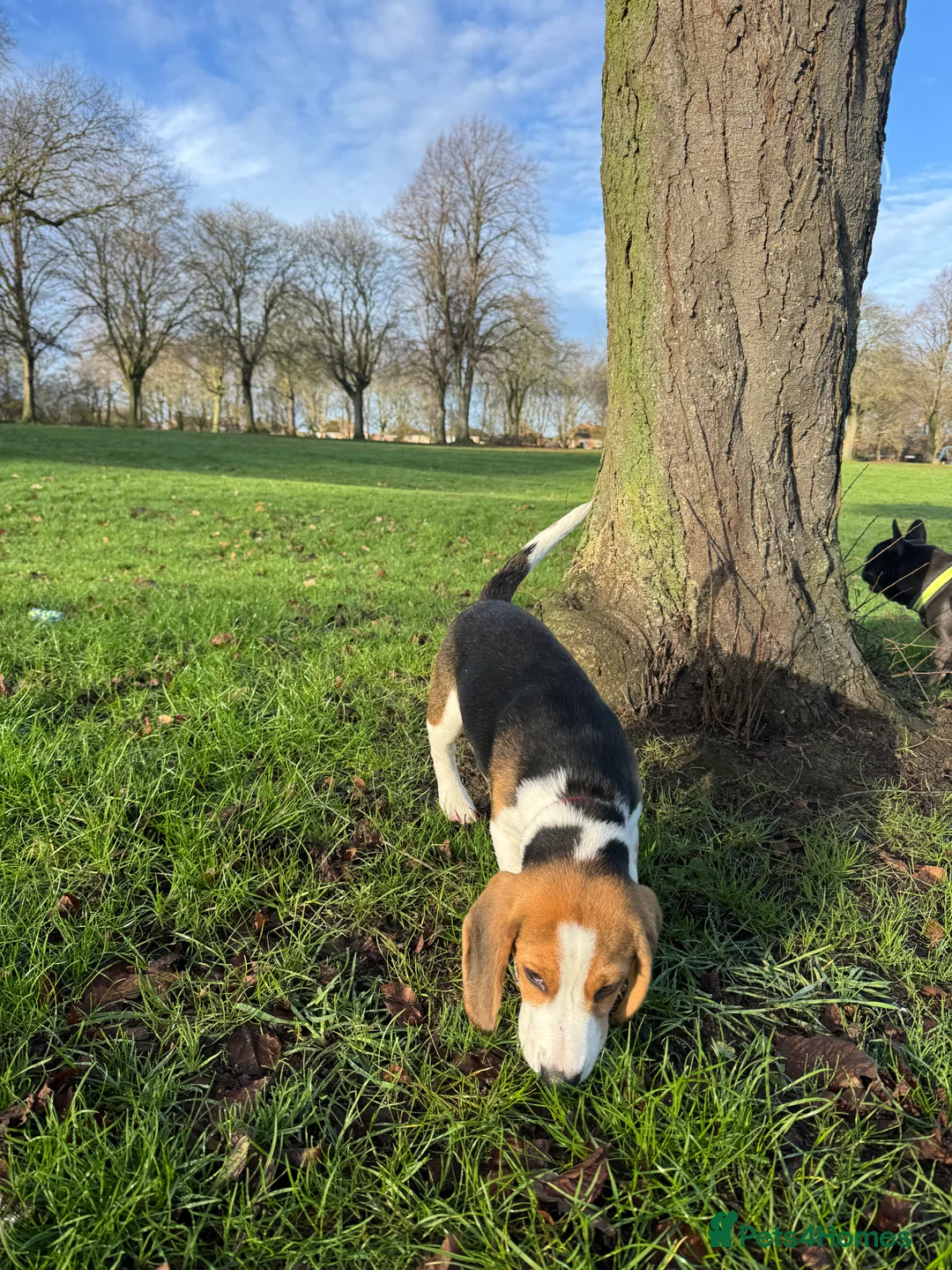 Beagle dogs for sale: Orio  - Advert 6