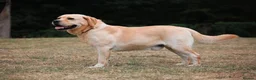 Labrador Retriever dogs for sale: Hector is in need of a new home  - Advert 4